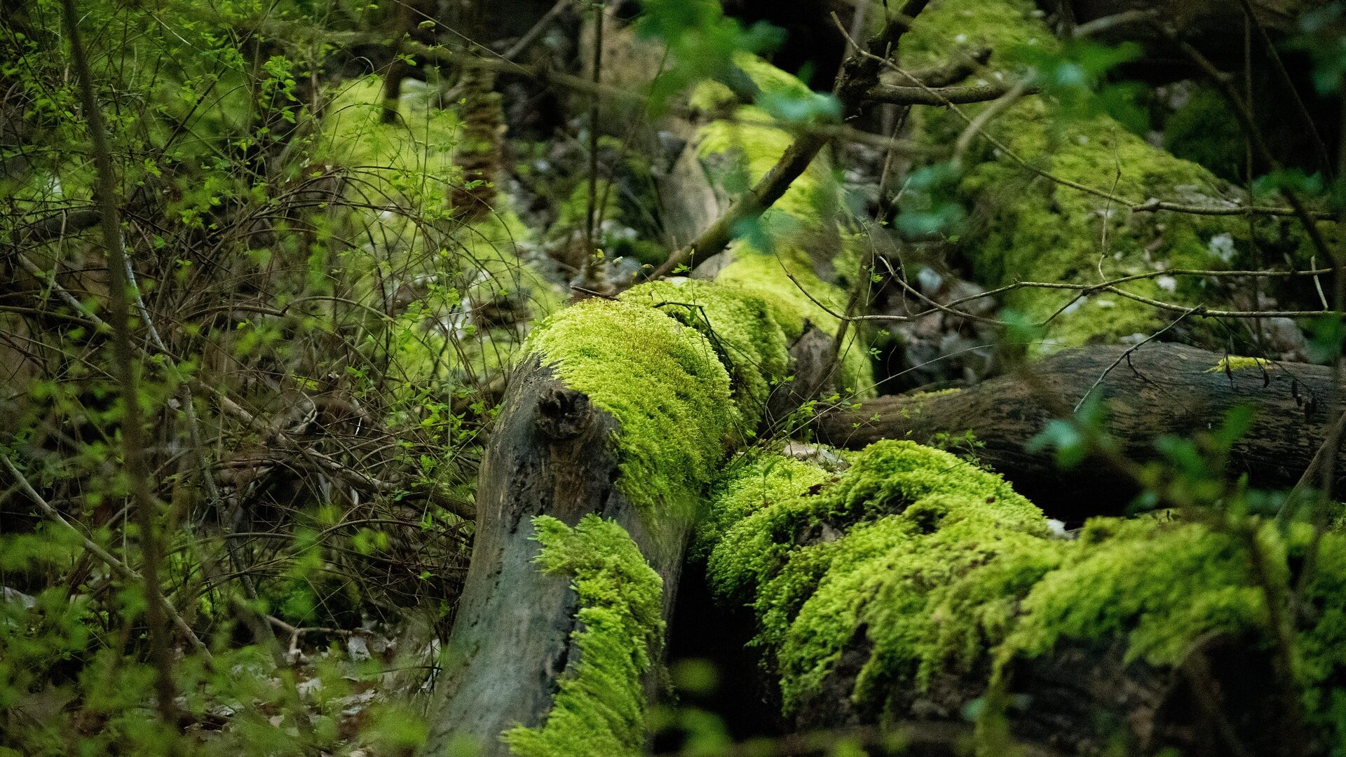 Professionel terapi, børn, unge, forældre, voksne. Supervision ti fagprofessionelle. Forældrevejledning og rådgivning, 
Ribe, Syddanmark, syd for Esbjerg.
Autoriseret Psykolog